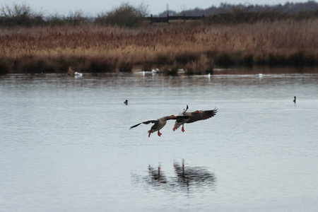 Pair of greylag geese (Anser anser) in flightの写真素材