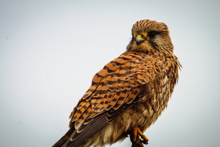 common kestrel (Falco tinnunculus) in natureの写真素材