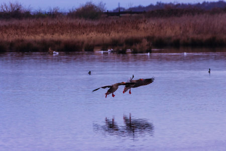 A pair of geese flying over the water in the Danube Deltaの写真素材