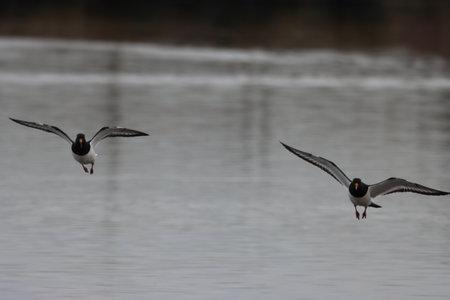 Oystercatcher, Haematopus ostralegus, single bird in flight, Walesの写真素材