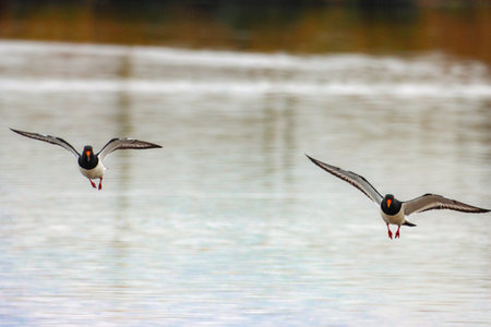 Two Black Haemat, Haematopus ostralegus, in flightの写真素材