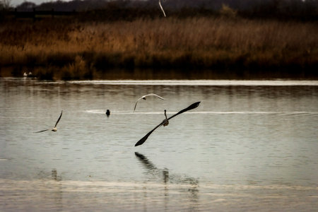 A flock of seagulls flying over a lake in winterの写真素材