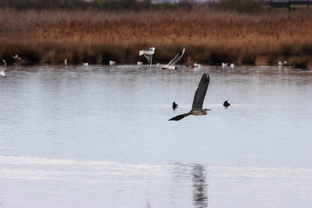 Seagulls on the lake in the Florida Evergladesの写真素材