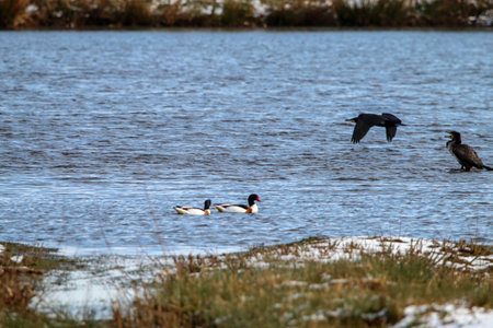 A great crested duck, Phalacrocorax carbo, and a cormorant in winter.
