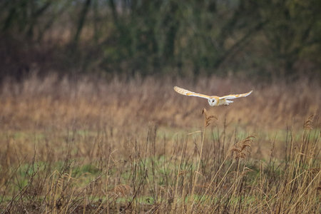 Barn Owl, Tyto alba, single bird in flight, Warwickshireの写真素材
