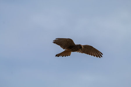 common kestrel (Falco tinnunculus) in flightの写真素材