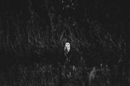 Tawny Owl (Tyto alba) in the Okavango Delta, Botswana.の写真素材