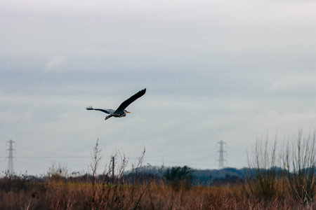 Grey heron flying over the marsh in a cloudy day of springの写真素材