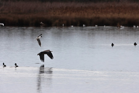 Common crane, Anhinga anhinga, single bird on water, Walesの写真素材