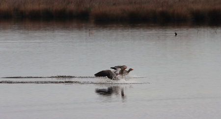 Two greylag geese (Anser anser) fighting for foodの写真素材