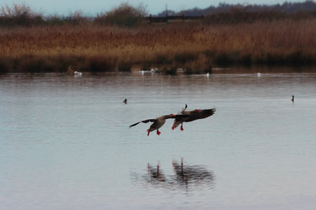 Egyptian Goose (Anser anser) in flight over waterの写真素材
