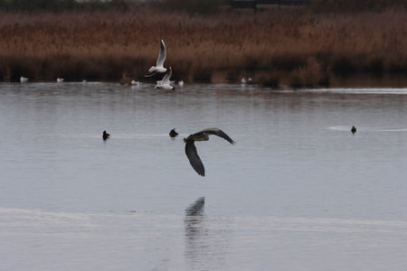 Seagulls in flight over the lake, selective focus.の写真素材