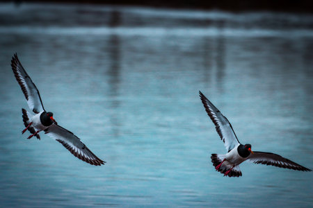 Pair of Pied oystercatchers (Haematopus ostralegus) in flightの写真素材