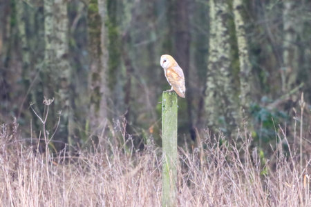 Tawny Owl, Strix alba, single bird on post, UKの写真素材