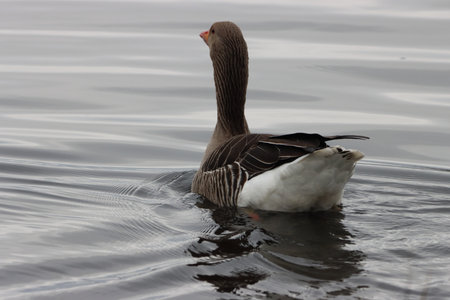 Greylag goose (Anser anser) swimming in a lakeの写真素材