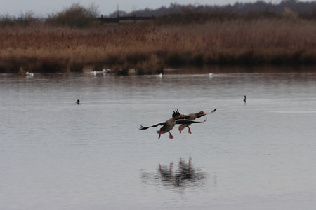 Greylag goose, Anser anser, single bird in flight, Warwickshireの写真素材