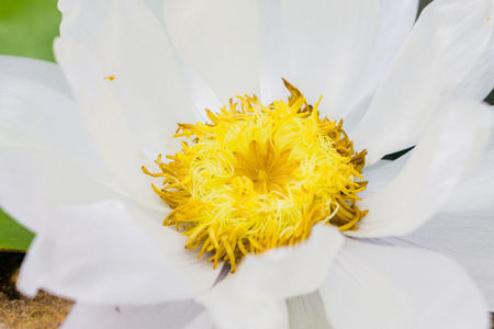 Beauful Lotus flowersの写真素材