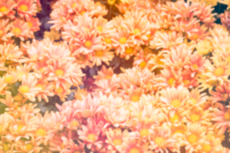 Abstract background , Out of focus Gerbera flower on vintage filterの写真素材
