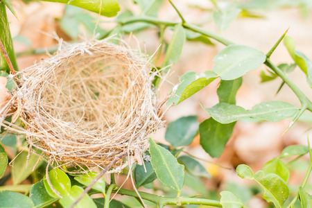 bird's nest on the tree