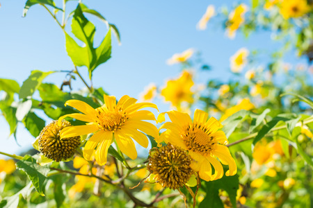Mexican sunflower or Dok Buatong Blossom  in Maehongson, Thailandの写真素材