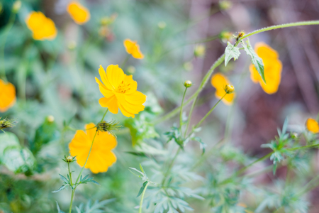 Beautiful flowers in the gardenの写真素材