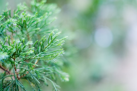 Closeup picture of pine tree branchの写真素材