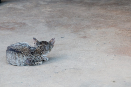Cute cat sleeping on the groundの写真素材