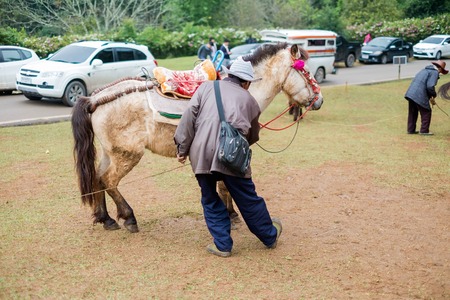 Chiangmai, Thailand - Dec 17: Ang Khang Station, A famous garden at Doi Ang Khang on Dec 17, 2016 in Chiangmai, Thailandのeditorial素材