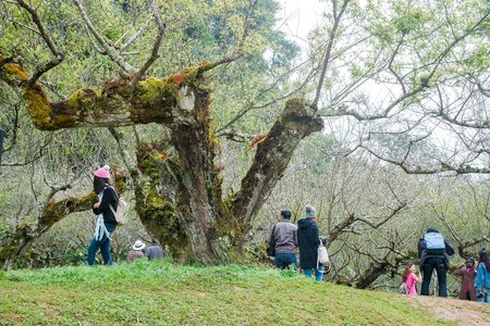 Chiangmai, Thailand - Dec 17: Ang Khang Station, A famous garden at Doi Ang Khang on Dec 17, 2016 in Chiangmai, Thailandのeditorial素材