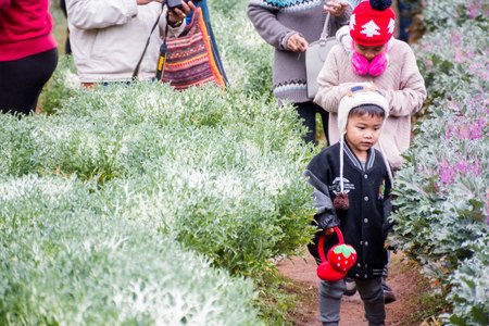 Chiangmai, Thailand - Dec 17: Ang Khang Station, A famous garden at Doi Ang Khang on Dec 17, 2016 in Chiangmai, Thailandのeditorial素材