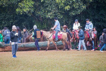 Chiangmai, Thailand - Dec 17: Ang Khang Station, A famous garden at Doi Ang Khang on Dec 17, 2016 in Chiangmai, Thailandのeditorial素材
