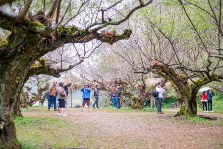 Chiangmai, Thailand - Dec 17: Ang Khang Station, A famous garden at Doi Ang Khang on Dec 17, 2016 in Chiangmai, Thailandのeditorial素材