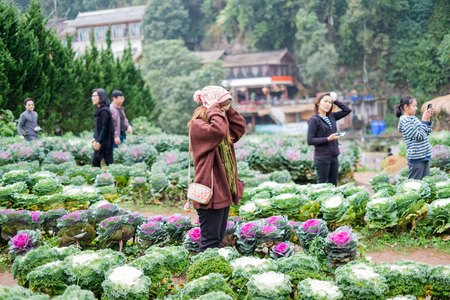 Chiangmai, Thailand - Dec 17: Ang Khang Station, A famous garden at Doi Ang Khang on Dec 17, 2016 in Chiangmai, Thailandのeditorial素材