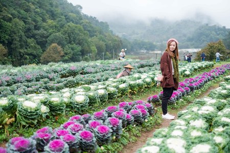Chiangmai, Thailand - Dec 17: Ang Khang Station, A famous garden at Doi Ang Khang on Dec 17, 2016 in Chiangmai, Thailandのeditorial素材