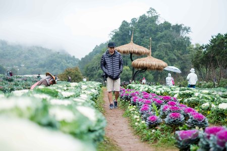 Chiangmai, Thailand - Dec 17: Ang Khang Station, A famous garden at Doi Ang Khang on Dec 17, 2016 in Chiangmai, Thailandのeditorial素材