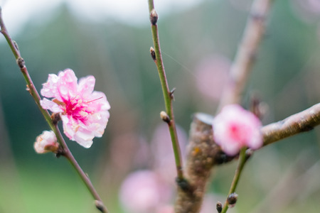 Beautiful cherry blossom at Doi Ang Khang in Chiangmai, Thailandの写真素材