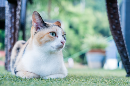 Closed up Thai cat sitting on green grassの写真素材
