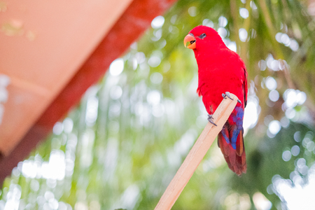Beautiful cute funny bird of red feathered  parrot outdoorの写真素材