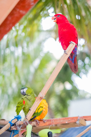 Beautiful cute funny bird of red feathered  parrot outdoor