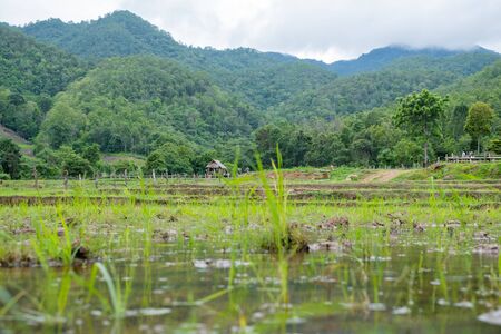 Green rice field with mountain background in Maehongson, Thailandの写真素材