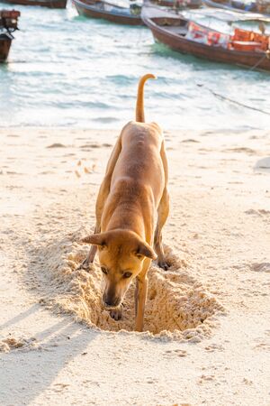 dog digging sand on the beach in Koh Lipe,Thailandの写真素材