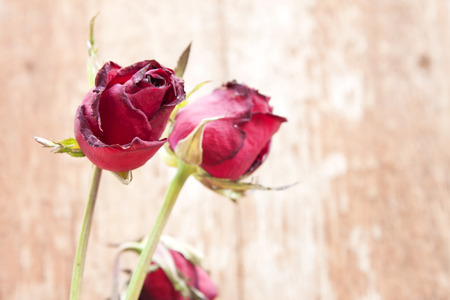 Dry old roseの写真素材