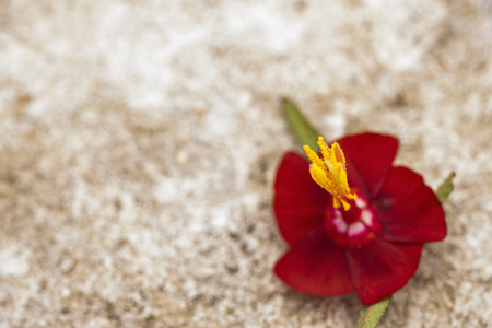 red  flower on concrete  backgroundの写真素材