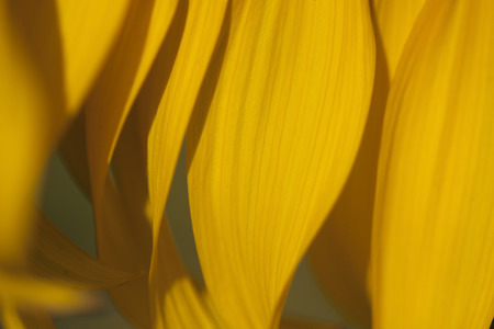 yellow sunflower petalsの写真素材