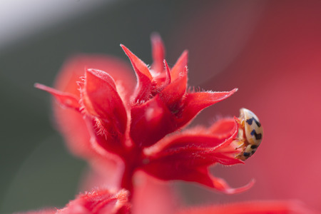 Ladybug on Salvia splendens flowers. Closeup. Blurred background.の写真素材