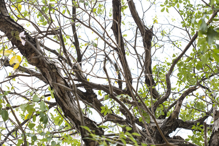 Rosy trumpet tree branches and trunk under view.