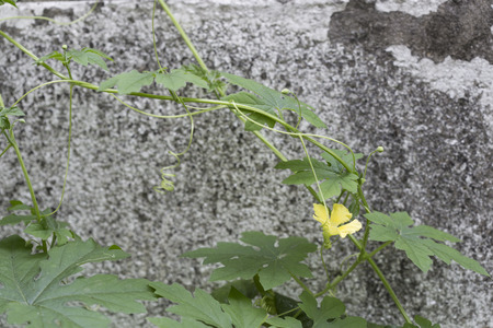 Flowers and leaves of the bitter gourd.の写真素材