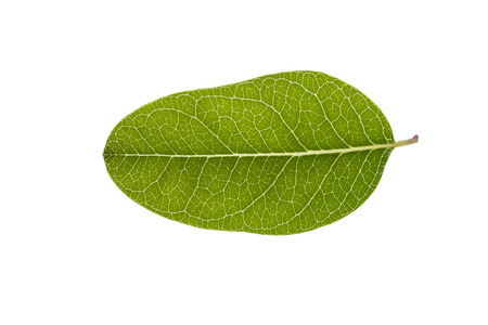 Leaf  of bengal currant on white background. Isolate.