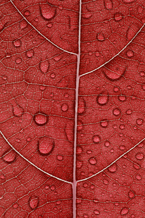 Closeup image of water drop on red leaf.の写真素材