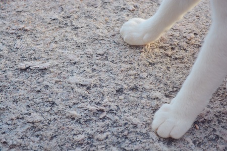 cat foot on the stone flooring